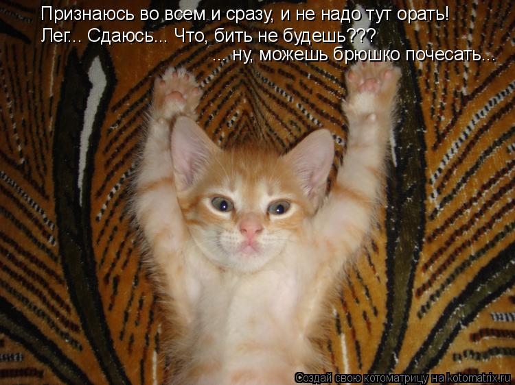 Котоматрица: Признаюсь во всем и сразу, и не надо тут орать! Лег... Сдаюсь... Что, бить не будешь???  ... ну, можешь брюшко почесать...