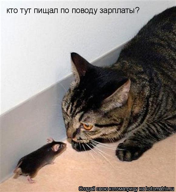 Котоматрица: кто тут пищал по поводу зарплаты?