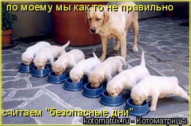 Котоматрица: по моему мы как то не правильно  считаем "безопасные дни"