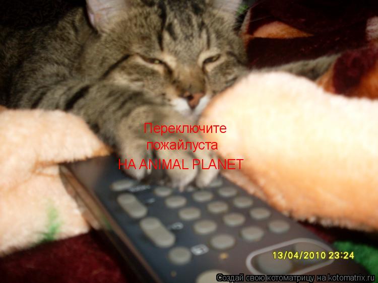 Переключите пожайлуста НА ANIMAL PLANET... Котоматрица: Переключите пожайлуста НА ANIMAL PLANET