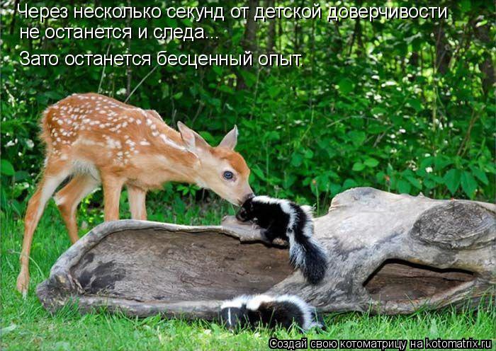 Через несколько секунд от детской доверчивости не останется и следа... Зато останется бесценный опыт.... Котоматрица: Через несколько секунд от детской доверчивости не останется и следа... Зато останется бесценный опыт.