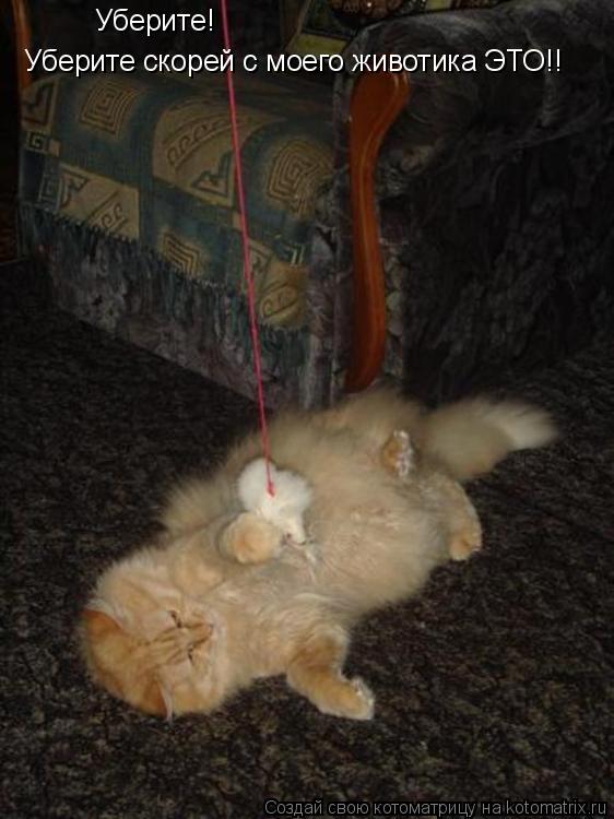 Уберите! Уберите скорей с моего животика ЭТО!!... Котоматрица: Уберите! Уберите скорей с моего животика ЭТО!!