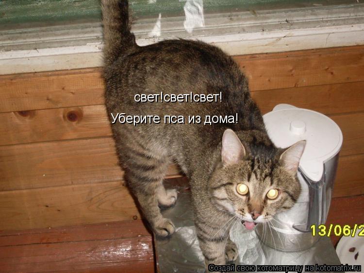 свет!свет!свет! Уберите пса из дома!... Котоматрица: свет!свет!свет! Уберите пса из дома!
