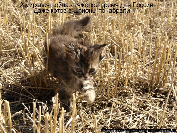 2 мировая война - тяжёлое время для России Даже котов в шпионы понабрали!!!... Котоматрица: 2 мировая война - тяжёлое время для России Даже котов в шпионы понабрали!!!