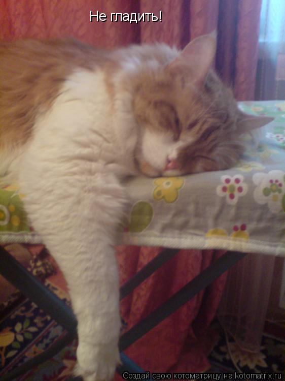 Не гладить!... Котоматрица: Не гладить!