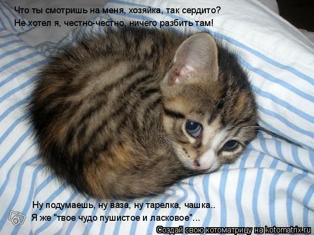 Котоматрица: Что ты смотришь на меня, хозяйка, так сердито? Не хотел я, честно-честно, ничего разбить там! Ну подумаешь, ну ваза, ну тарелка, чашка.. Я же "тво
