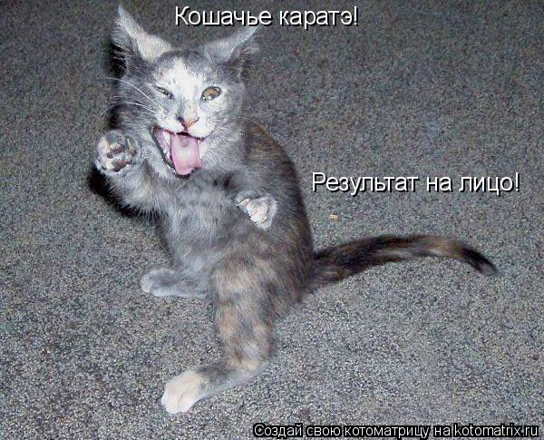 Котоматрица: Кошачье каратэ! Результат на лицо!
