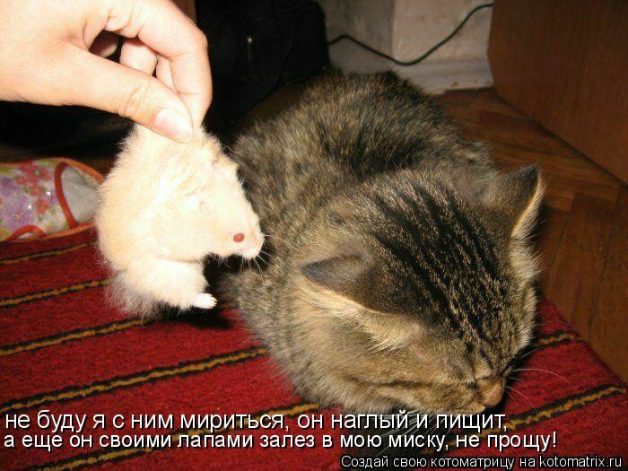 Котоматрица: не буду я с ним мириться, он наглый и пищит,  а еще он своими лапами залез в мою миску, не прощу!
