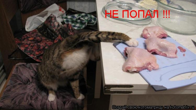Котоматрица: НЕ ПОПАЛ !!!