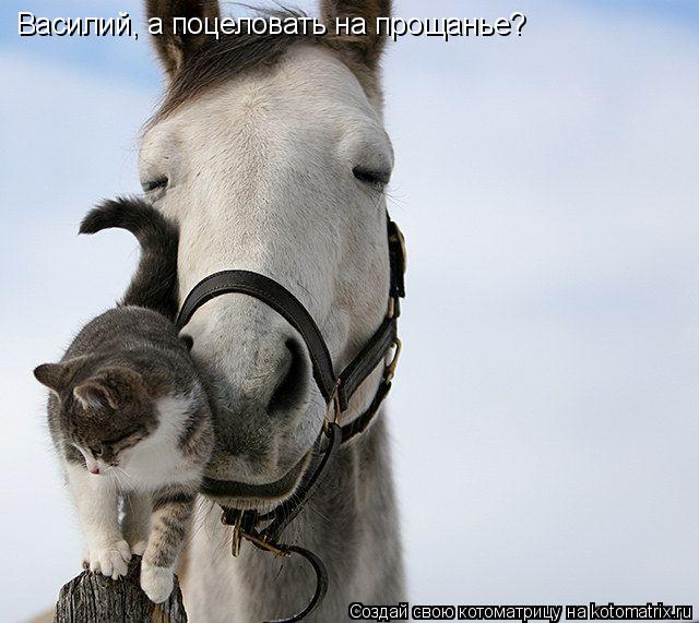 Котоматрица: Василий, а поцеловать на прощанье?