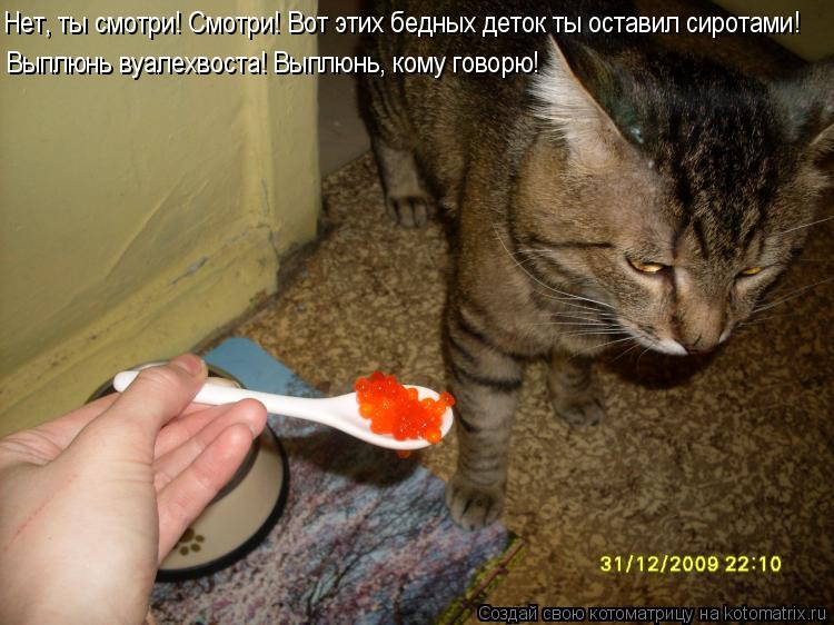 Котоматрица: Нет, ты смотри! Смотри! Вот этих бедных деток ты оставил сиротами! Выплюнь вуалехвоста! Выплюнь, кому говорю!