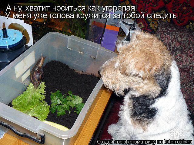 Котоматрица: А ну, хватит носиться как угорелая! У меня уже голова кружится за тобой следить!