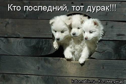 Котоматрица: Кто последний, тот дурак!!!