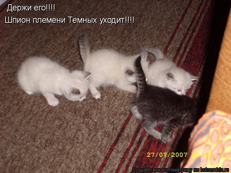 Котоматрица: Держи его!!!! Шпион племени Темных уходит!!!!