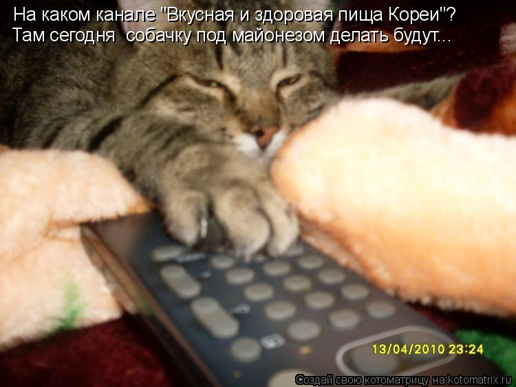 Котоматрица: На каком канале "Вкусная и здоровая пища Кореи"? Там сегодня  собачку под майонезом делать будут...