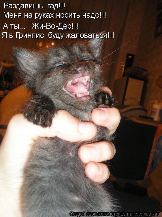 Раздавишь, гад!!! Меня на руках носить надо!!! А ты... Жи-Во-Дёр!!! Я в Гринпис буду жаловаться!!!... Котоматрица: Раздавишь, гад!!! Меня на руках носить надо!!! А ты... Жи-Во-Дёр!!! Я в Гринпис буду жаловаться!!!