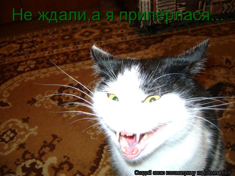 Не ждали,а я припёрлася...... Котоматрица: Не ждали,а я припёрлася...