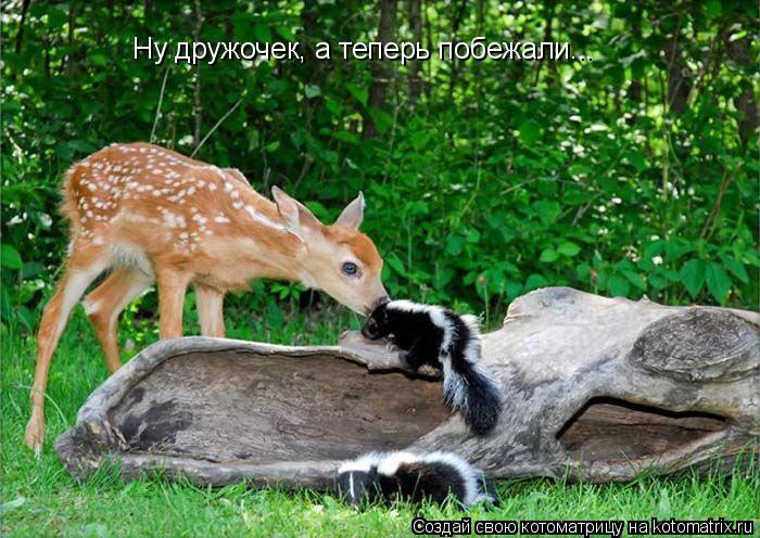 Ну дружочек, а теперь побежали...... Котоматрица: Ну дружочек, а теперь побежали...