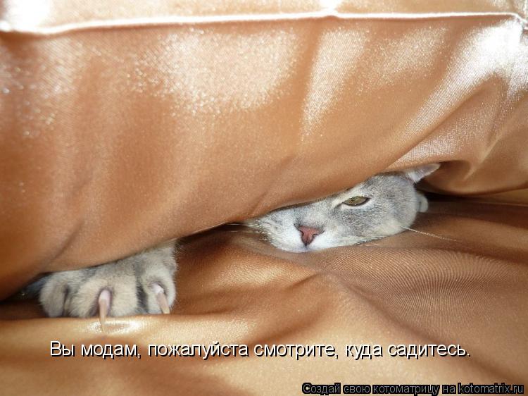 Вы модам, пожалуйста смотрите, куда садитесь.... Котоматрица: Вы модам, пожалуйста смотрите, куда садитесь.