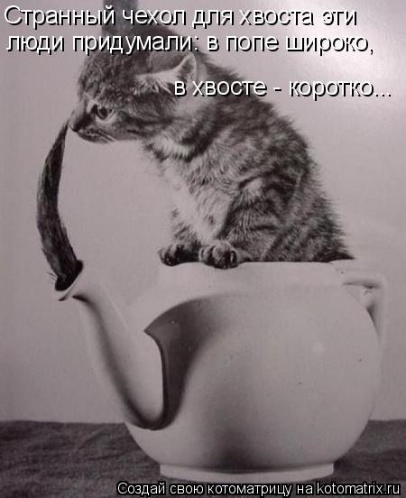 Странный чехол для хвоста эти люди придумали: в попе широко, в хвосте - коротко...... Котоматрица: Странный чехол для хвоста эти люди придумали: в попе широко, в хвосте - коротко...