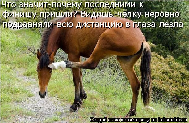 Котоматрица: Что значит-почему последними к  финишу пришли? Видишь-чёлку неровно подравняли-всю дистанцию в глаза лезла