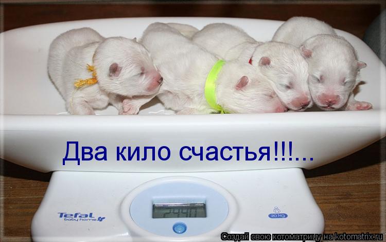 Два кило счастья!!!...... Котоматрица: Два кило счастья!!!...