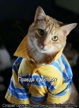 Правда я милый?... Котоматрица: Правда я милый?