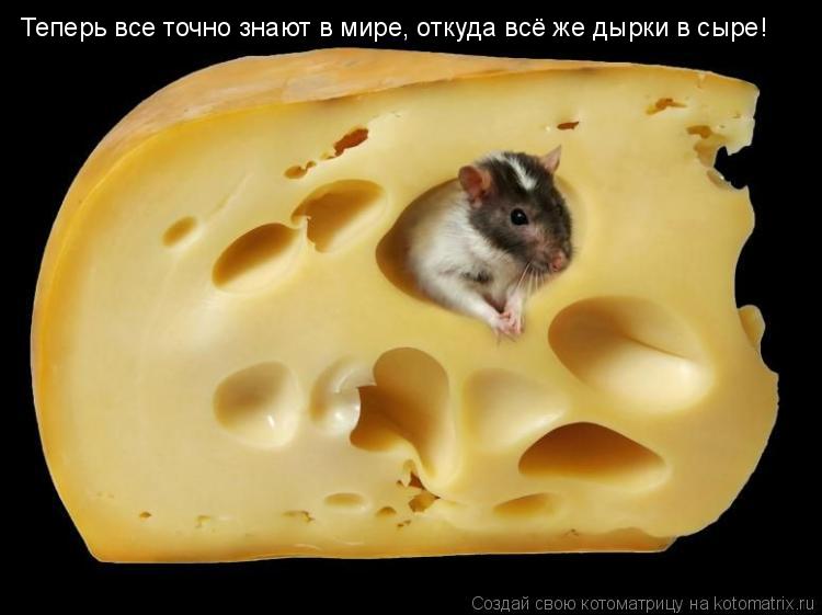 Теперь все точно знают в мире, откуда всё же дырки в сыре!... Котоматрица: Теперь все точно знают в мире, откуда всё же дырки в сыре!