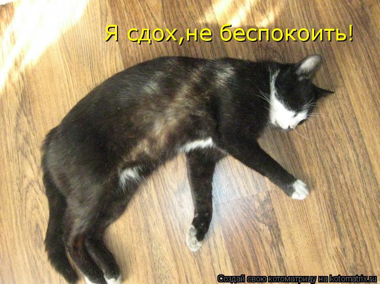 Я сдох,не беспокоить!... Котоматрица: Я сдох,не беспокоить!