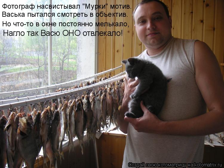 Васька пытался смотреть в объектив. Фотограф насвистывал "Мурки" мотив. Но что-то в окне постоянно ме... Котоматрица: Васька пытался смотреть в объектив. Фотограф насвистывал "Мурки" мотив. Но что-то в окне постоянно мелькало, Нагло так Васю ОНО отвлекало!