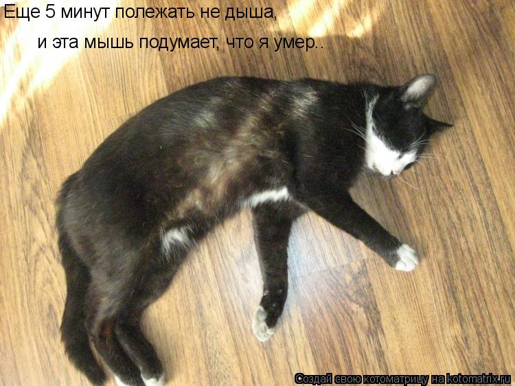 Еще 5 минут полежать не дыша, и эта мышь подумает, что я умер..... Котоматрица: Еще 5 минут полежать не дыша, и эта мышь подумает, что я умер..