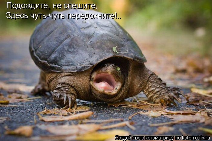 Подождите, не спешите, Здесь чуть-чуть передохните!..... Котоматрица: Подождите, не спешите, Здесь чуть-чуть передохните!..