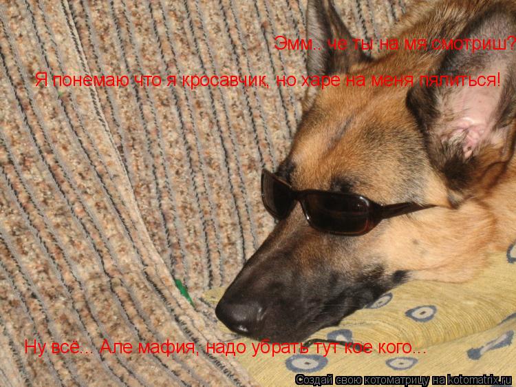 Эмм.. че ты на мя смотриш? Я понемаю что я кросавчик, но харе на меня пялиться! Ну всё... Але мафия, ... Котоматрица: Эмм.. че ты на мя смотриш? Я понемаю что я кросавчик, но харе на меня пялиться! Ну всё... Але мафия, надо убрать тут кое кого...