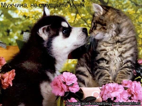 Мужчина, не смущайте меня....... Котоматрица: Мужчина, не смущайте меня....