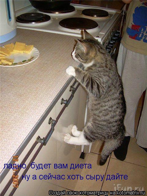 ну а сейчас хоть сыру дайте ладно будет вам диета... Котоматрица: ну а сейчас хоть сыру дайте ладно будет вам диета