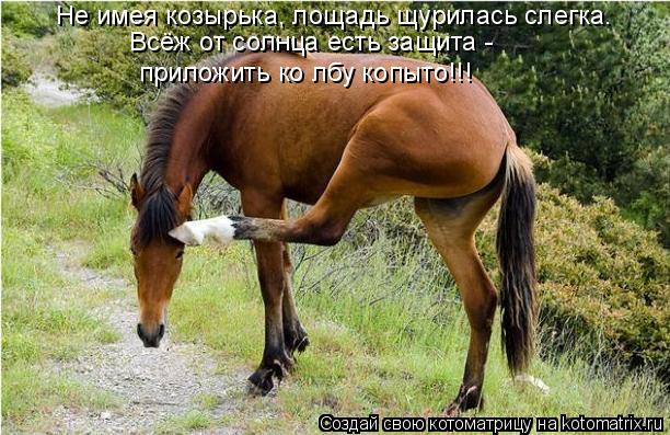 Не имея козырька, лощадь щурилась слегка. Всёж от солнца есть защита - приложить ко лбу копыто!!!... Котоматрица: Не имея козырька, лощадь щурилась слегка. Всёж от солнца есть защита - приложить ко лбу копыто!!!