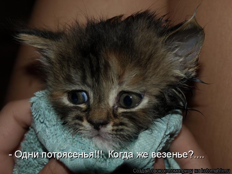 Котоматрица: - Одни потрясенья!!!  Когда же везенье?....