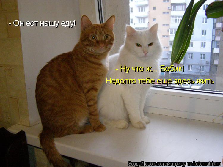 Котоматрица: - Он ест нашу еду! - Ну что ж... Бобик!  Недолго тебе еще здесь жить