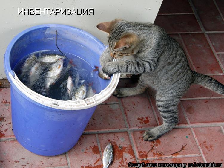 ИНВЕНТАРИЗАЦИЯ... Котоматрица: ИНВЕНТАРИЗАЦИЯ