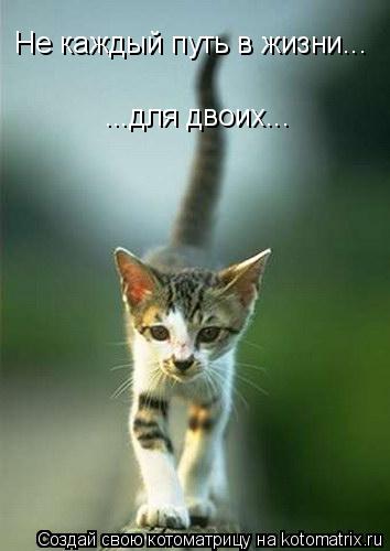 Не каждый путь в жизни... ...для двоих...... Котоматрица: Не каждый путь в жизни... ...для двоих...