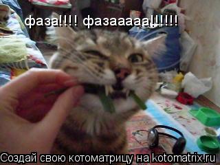 фаза!!!! фазааааа!!!!!!... Котоматрица: фаза!!!! фазааааа!!!!!!