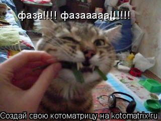 Котоматрица: фаза!!!! фазааааа!!!!!!