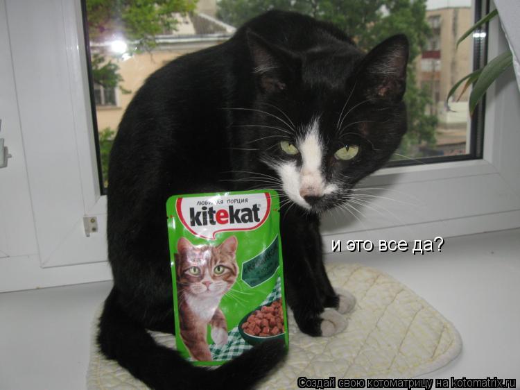 и это все да?... Котоматрица: и это все да?