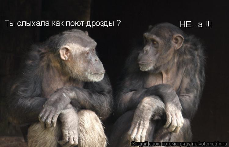 Ты слыхала как поют дрозды ? НЕ - а !!!... Котоматрица: Ты слыхала как поют дрозды ? НЕ - а !!!