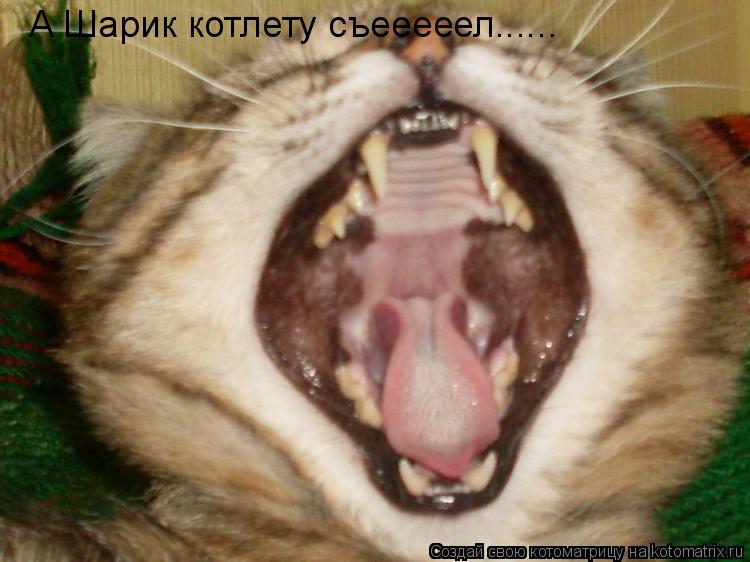 Котоматрица: А Шарик котлету съееееел......
