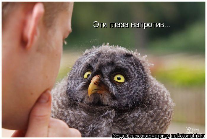 Котоматрица: Эти глаза напротив...