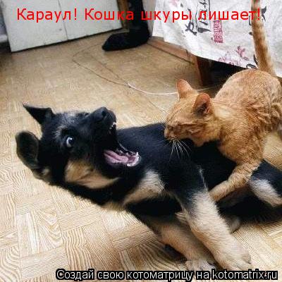 Котоматрица: Караул! Кошка шкуры лишает!