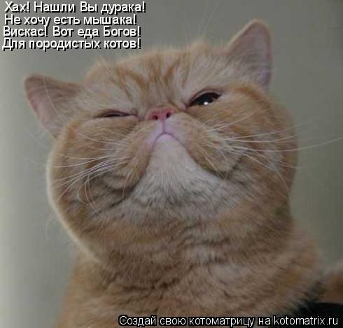 Котоматрица: Хах! Нашли Вы дурака! Не хочу есть мышака! Вискас! Вот еда Богов! Для породистых котов!