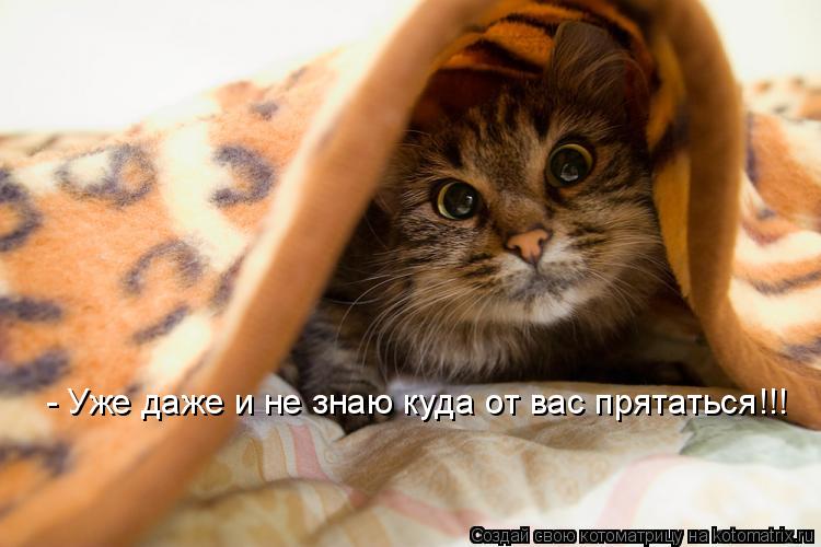 Котоматрица: - Уже даже и не знаю куда от вас прятаться!!!