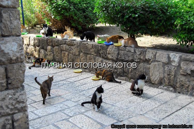 Котоматрица: ГЛАВНАЯ СТОЛОВАЯ КОТОВ